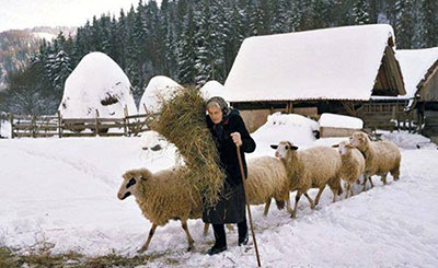 Rhodope sheep